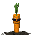 carrot :smt147